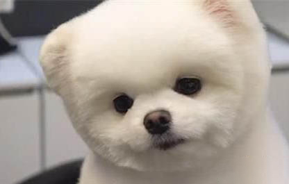 博美犬幾個動作說明他愛你