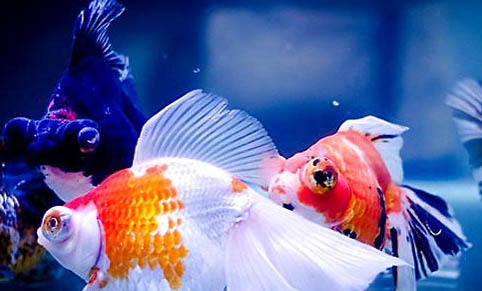 魚塘釣魚用什么餌料