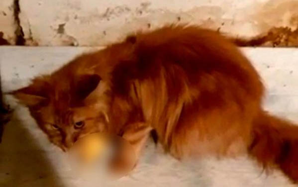 狗不小心吃了大蒜怎么辦