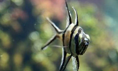 一畝魚塘能養(yǎng)多少草魚