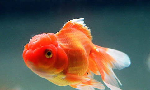 養(yǎng)的魚(yú)身上爛了怎么辦