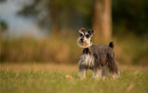 狗狗體內和體外驅蟲可以一起進行嗎