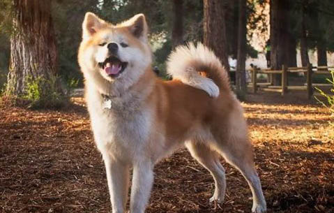 純種秋田犬如何挑選