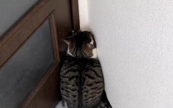 小貓能不能洗澡呢