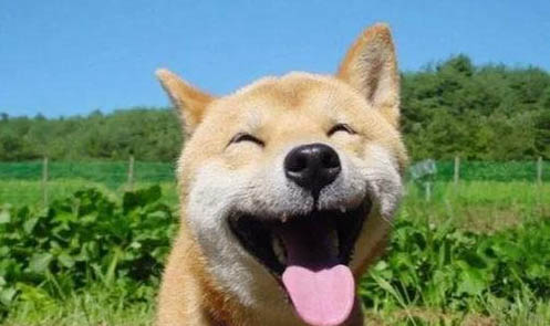 柴犬和小黃土狗的區別