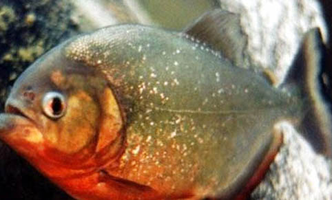 虎魚能和什么魚混養(yǎng)