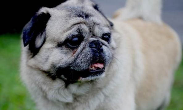 狗狗狂犬疫苗在哪打