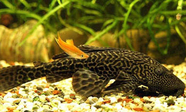 清道夫?yàn)槭裁蠢衔鼊e的魚(yú)?
