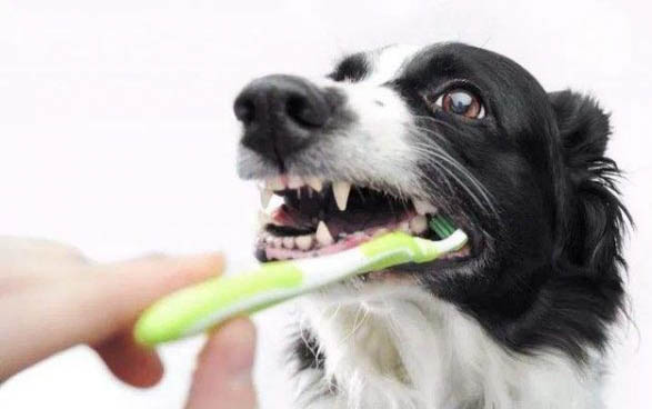 養狗身上癢癢的原因及處理方法