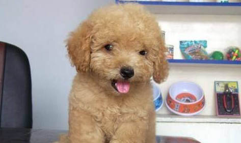 干凈好養(yǎng)的小型犬排名