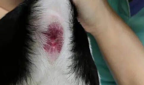 狗胰腺炎的癥狀都有哪些
