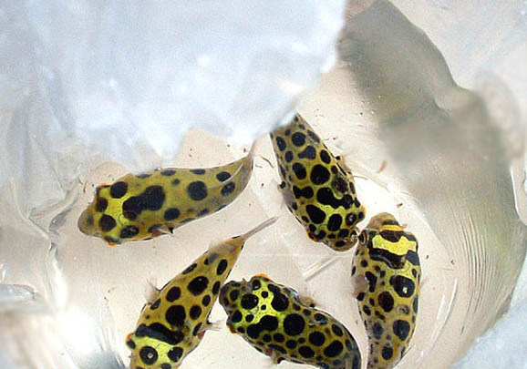 潛水艇魚能用淡水養嗎