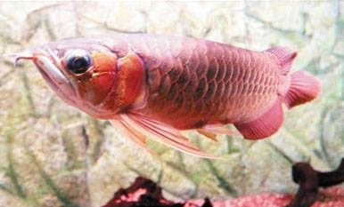 養(yǎng)魚(yú)池水渾濁應(yīng)該怎么處理?