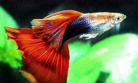 孔雀魚(yú)懷孕多久生小魚(yú)
