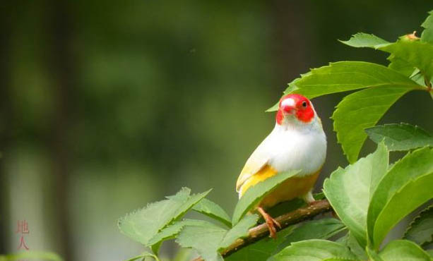 七彩文鳥的飼養與繁殖