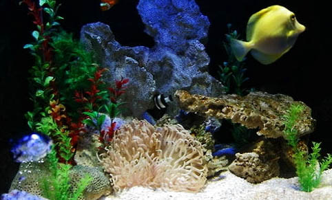 釣魚切線的原因是什么