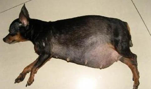 小鹿犬價格一般多少錢一只