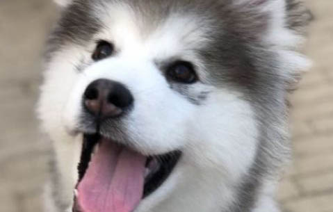 棉花面紗犬哪里有賣(mài)