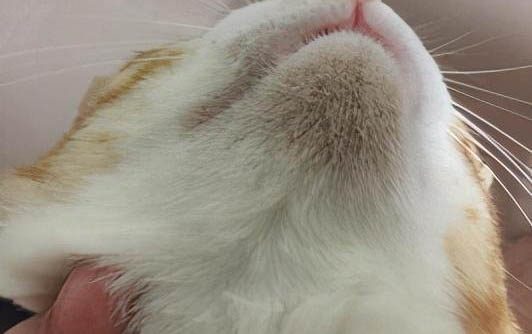 貓咪吃了老鼠藥怎么處理