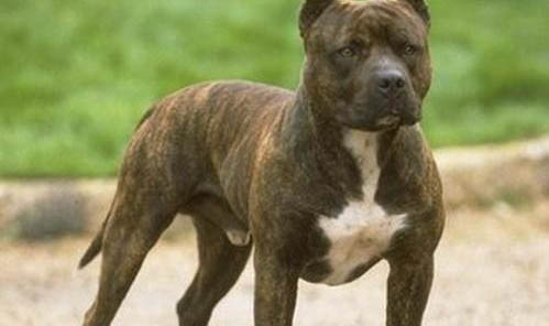 比特犬和藏獒哪個(gè)厲害?