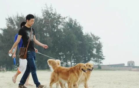 狗狗肝不好吃什么食物調(diào)理