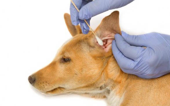 超寵愛沐浴露和愛犬島哪個好用