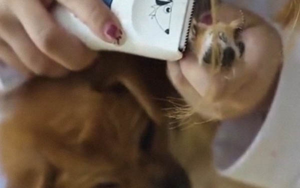小狗丟了一般會躲哪里