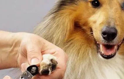 狗狗自己在家會難過嗎?