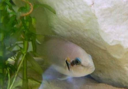 米奇魚壽命多長時間