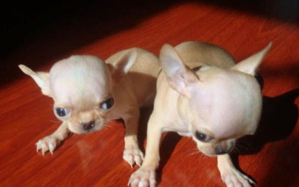 全國各省市吉娃娃犬價格