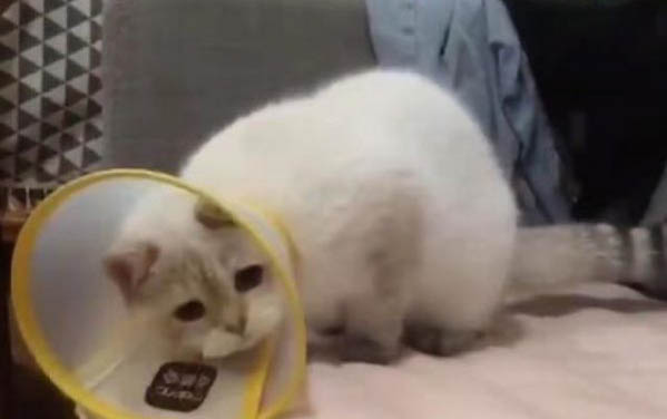 貓可以吃鴨腸嗎