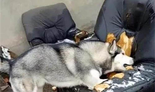 狗狗拉肚子用什么藥最好