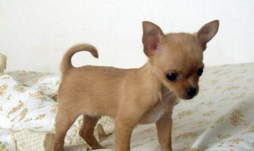 幼犬和成犬年齡劃分