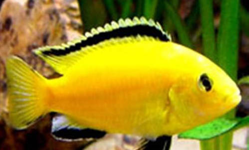 非洲王子魚(yú)的飼養(yǎng)要點(diǎn)