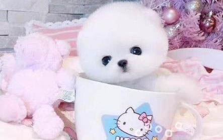 茶杯犬為什么不能養原因有哪些