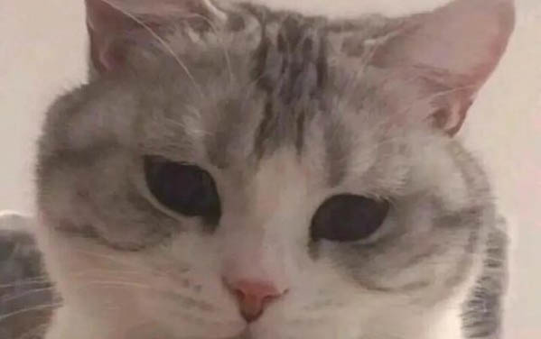 小貓老是叫是什么原因