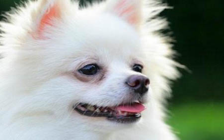 狗狗犬瘟熱初期癥狀有哪些