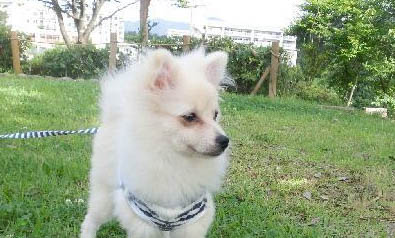 哪里有金毛幼犬出售
