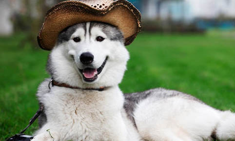 狗狗得了狂犬病潛伏期有多久