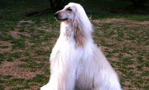 阿富汗獵犬多少錢一只