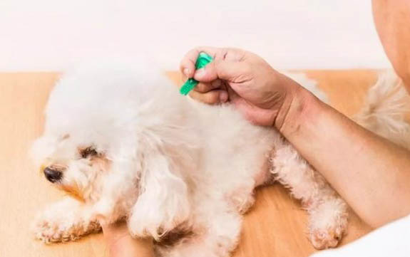 為什么我的狗狗要吃草呢