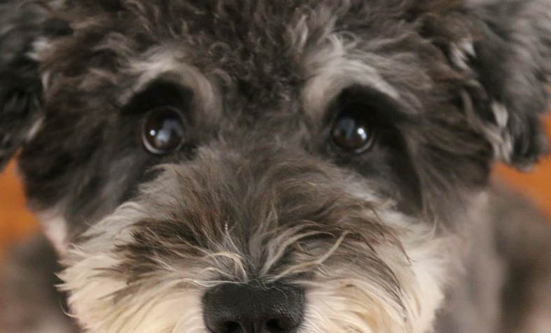 為什么狗狗生了小狗不吃飯