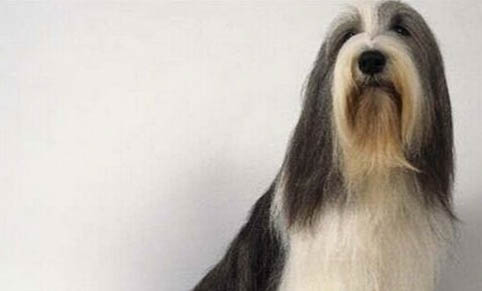中亞牧羊犬一般能活多久