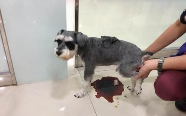 小狗狗沒有滿月死亡的原因及處理方法