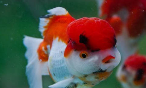 紅帆鼠魚好養嗎