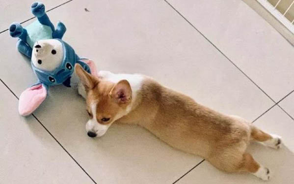 狗狗會換牙齒么？