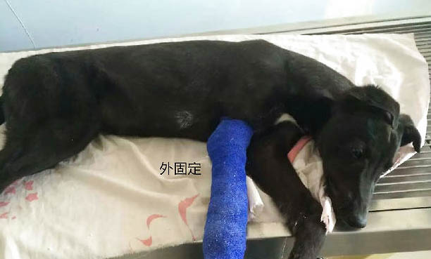 狗狗一直干嘔吐白沫