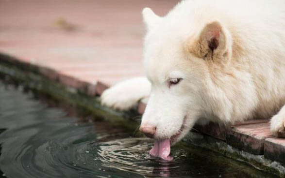 薩摩耶犬串串特征