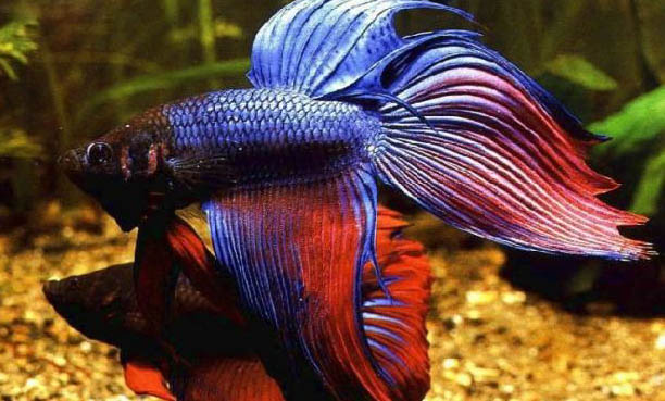 金魚多少天曬水養一次