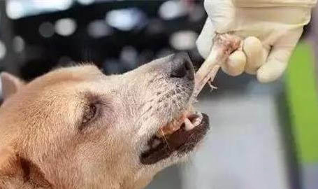狗狗腎衰竭分幾種
